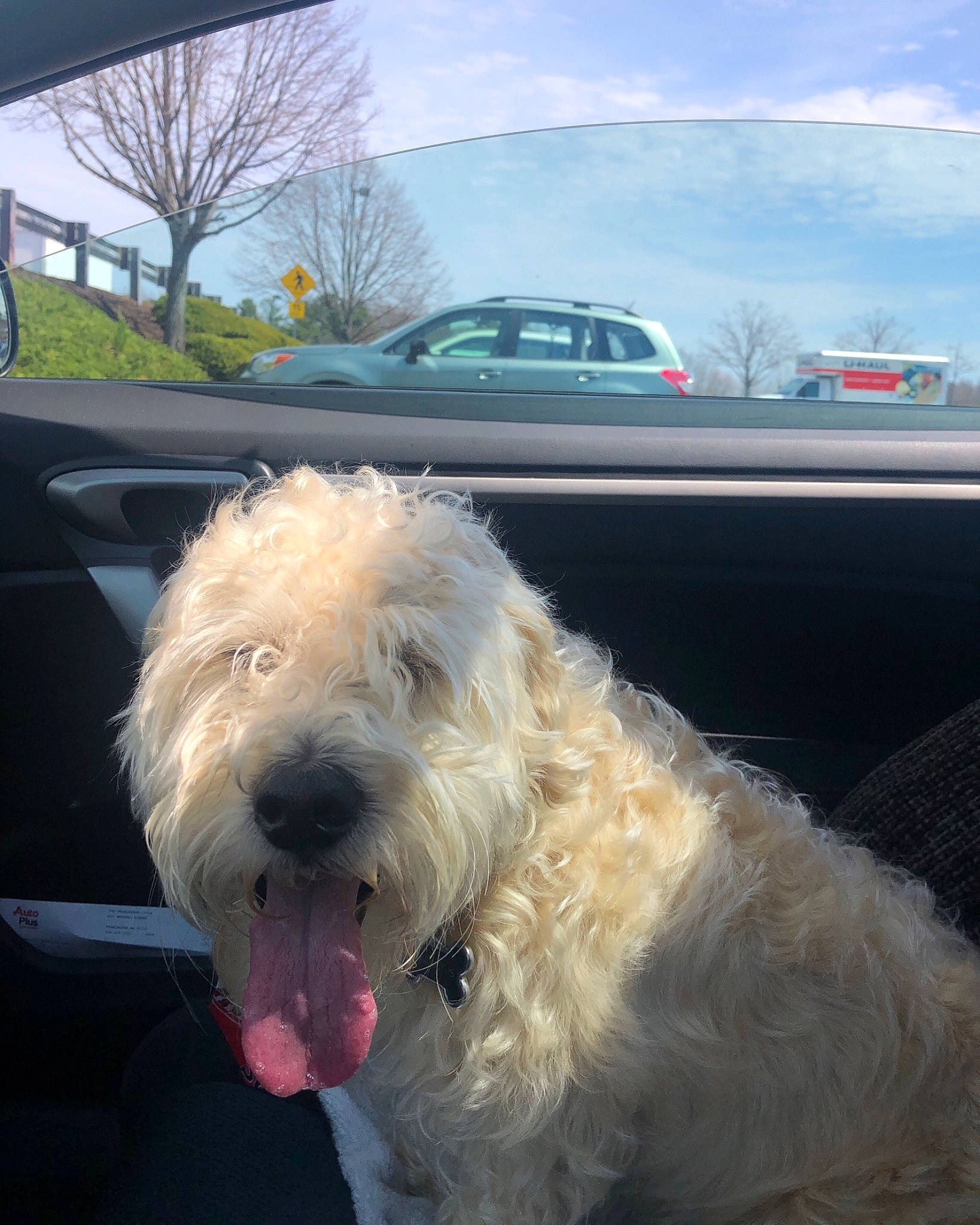 Augustus is registered to the contest to win money with this photo: briquet_griffon_vendeen, canidae, carnivore, dog, dog_breed, glen_of_imaal_terrier, goldendoodle, irish_soft_coated_wheaten_terrier, labradoodle, mammal, petit_basset_griffon_vendeen, poodle_crossbreed, rare_breed_dog, sapsali, schnoodle, sealyham_terrier, snout, sporting_group, terrier, vertebrate