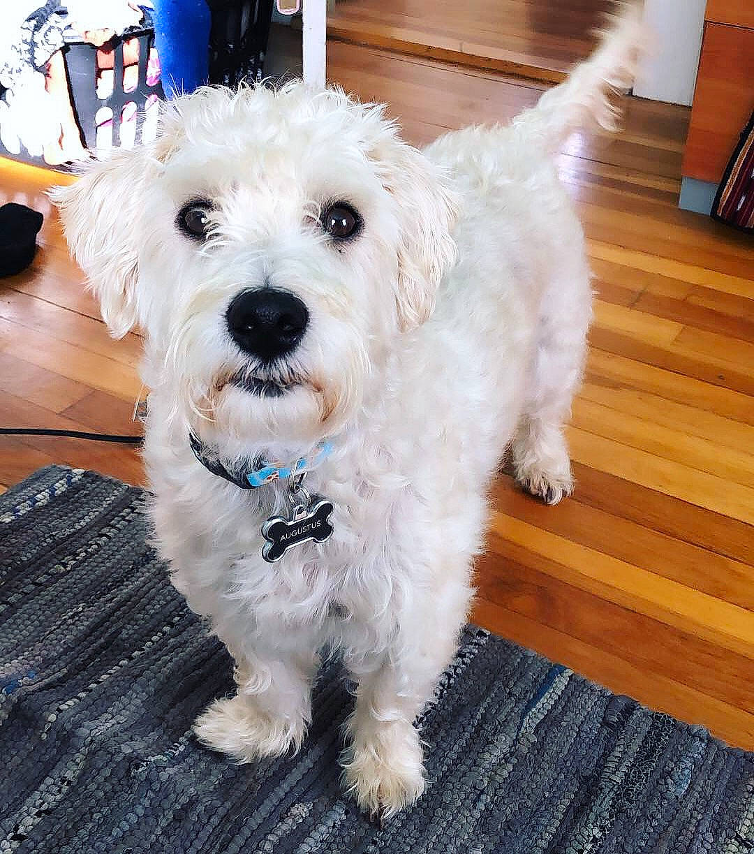 Augustus is registered to the contest to win money with this photo: canidae, carnivore, cockapoo, companion_dog, dog, dog_breed, havanese, maltepoo, maltese, mammal, poodle_crossbreed, puppy, schnoodle, small_terrier, snout, sporting_lucas_terrier, terrier, toy_dog, vertebrate, west_highland_white_terrier