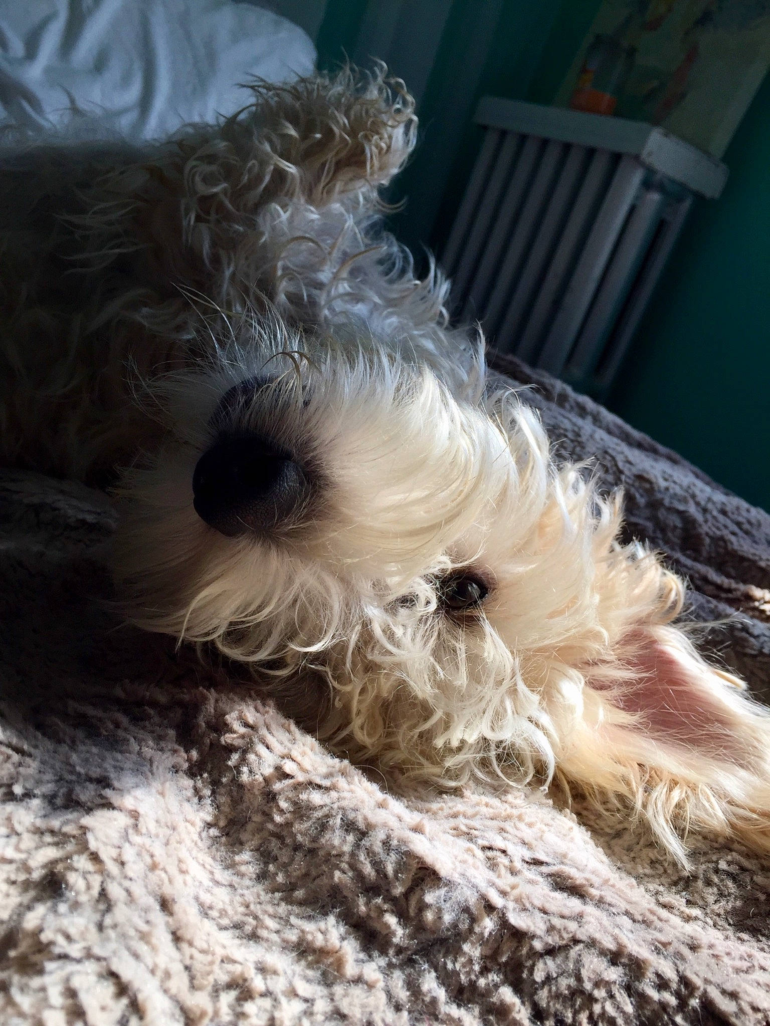 Augustus is registered to the contest to win money with this photo: bolonka, canidae, carnivore, dog, dog_breed, glen_of_imaal_terrier, irish_soft_coated_wheaten_terrier, mammal, miniature_schnauzer, puppy, rare_breed_dog, schnauzer, schnoodle, sealyham_terrier, small_terrier, snout, sporting_lucas_terrier, standard_schnauzer, terrier, toy_dog