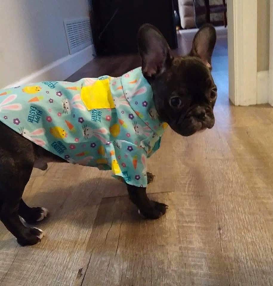 Kawi joined the competition — help win amazing prizes! bulldog, carnivore, companion_dog, dog, dog_breed, dog_supply, fawn, floor, flooring, hardwood, pet_supply, snout, sporting_group, tail, terrestrial_animal, toy_dog, vertebrate, wood, working_animal, wrinkle