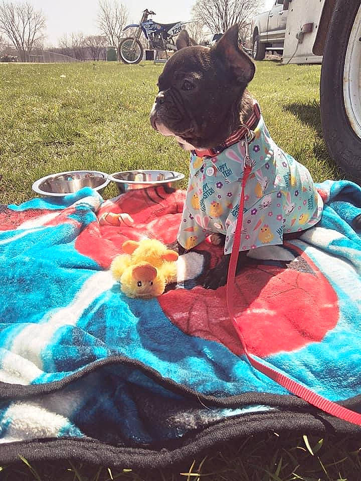 Kawi joined the competition — help win amazing prizes! art, bicycle, bicycle_wheel, carnivore, companion_dog, dog, dog_clothes, electric_blue, grass, green, leisure, linens, magenta, mammal, pattern, recreation, tire, toy, tree, wheel