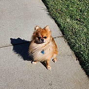 Percy joined the competition — help win amazing prizes! animal, canine, companion, cute, daylight, dog, domestic_animal, fluffy, fur, grass, leisure, nature, outdoor, pet, pomeranian, shadow, sidewalk, small_dog, sunlight, walking_path