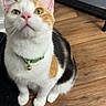 Eleanor is registered to the contest to win money with this photo: cat, orange_and_white, pet, feline, collar, bell, sitting, indoors, wooden_floor, curious, wide_eyed, whiskers, ears, pink_nose, fur, portrait, close_up, home, black_rug, animal_photography