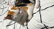 Eleanor is registered to the contest to win money with this photo: cat, calico_cat, sleeping, curled_up, bed, comforter, bedding, bedroom, indoors, resting, relaxed, furry, pet, animal, white, black, orange, geometric_pattern, cozy, nap