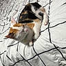 cat, calico_cat, sleeping, curled_up, bed, comforter, bedding, bedroom, indoors, resting, relaxed, furry, pet, animal, white, black, orange, geometric_pattern, cozy, nap