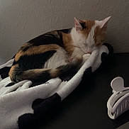 Eleanor is registered to the contest to win money with this photo: cat, calico_cat, pet, sleeping, grooming, curled_up, blanket, black_and_white, indoor, home, table, furniture, wall, relaxed, cute, animal, whiskers, ears, lint_roller, hair_clip