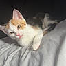 Eleanor is registered to the contest to win money with this photo: kitten, cat, orange_and_white, pet, animal, feline, lying_down, bed, bedroom, blanket, sleepy, cute, portrait, whiskers, ears, paws, tail, indoor, relaxed, photograph
