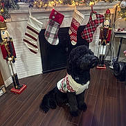 Max joined the competition — help win amazing prizes! black_dog, christmas, christmas_sweater, decorations, dog, festive, fireplace, garland, holiday_decor, holiday_season, indoor, nutcracker, ornaments, pet, pinecones, ribbons, sitting, stockings, sweater, wood_floor