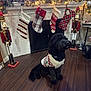 black_dog, christmas, christmas_sweater, decorations, dog, festive, fireplace, garland, holiday_decor, holiday_season, indoor, nutcracker, ornaments, pet, pinecones, ribbons, sitting, stockings, sweater, wood_floor