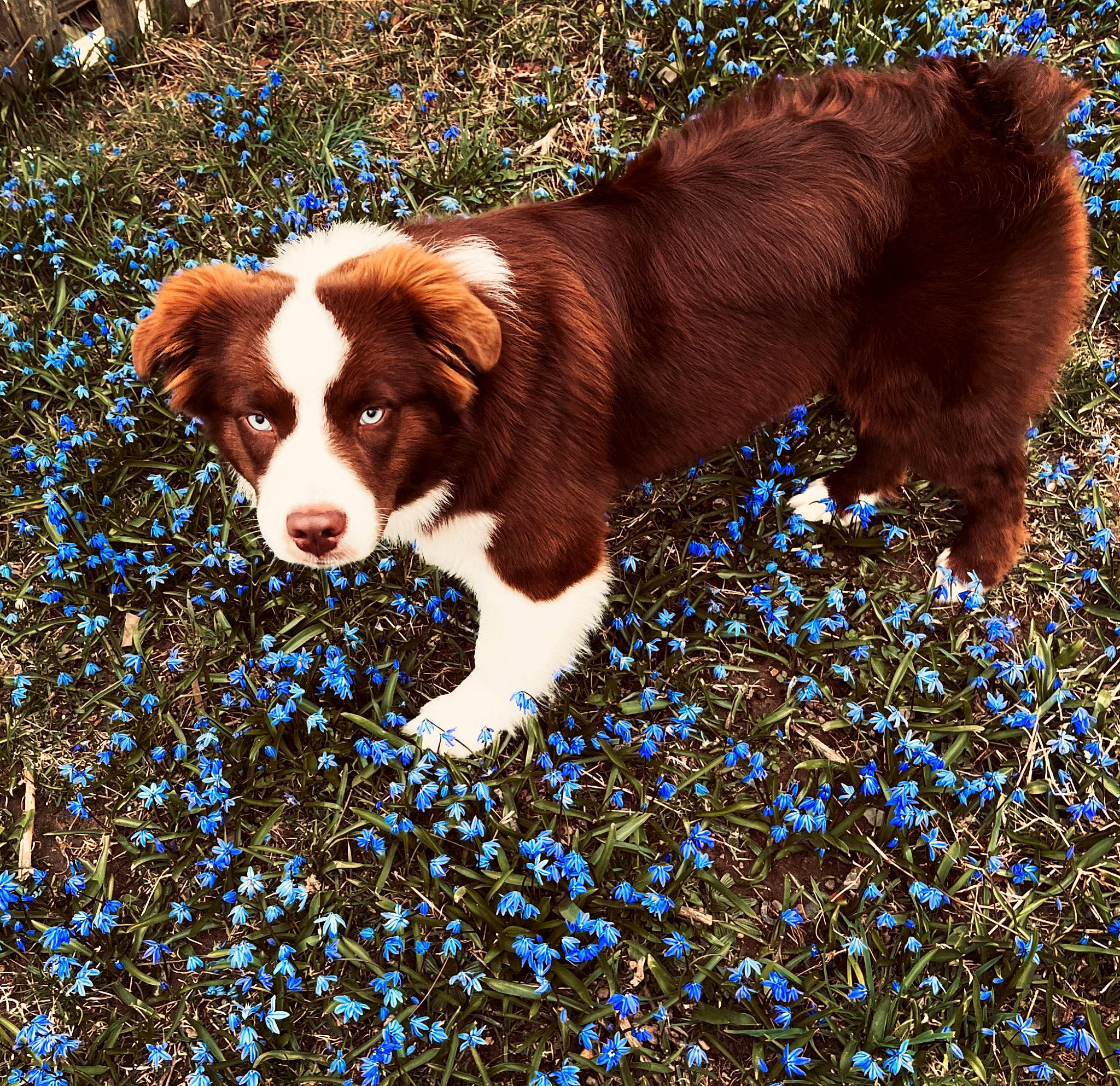 Jet is registered to the contest to win money with this photo: canidae, carnivore, companion_dog, dog, dog_breed, fur, grass, gun_dog, irish_red_and_white_setter, liver, natural_landscape, people_in_nature, plant, snout, sporting_group, tail, terrestrial_animal, tints_and_shades, tree, working_dog