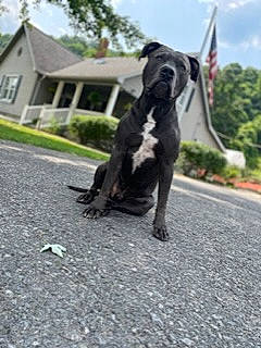 Brutis is registered to the contest to win money with this photo: asphalt, carnivore, cloud, collar, companion_dog, dog, dog_breed, fawn, goat, goats, grass, livestock, plant, road_surface, sky, sporting_group, tail, terrestrial_animal, tree, working_animal