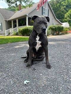 Brutis joined the competition — help win amazing prizes! art, asphalt, canidae, carnivore, companion_dog, dog, dog_breed, grass, guard_dog, plant, road_surface, sky, snout, sporting_group, tail, terrestrial_animal, terrier, tree, window, working_animal