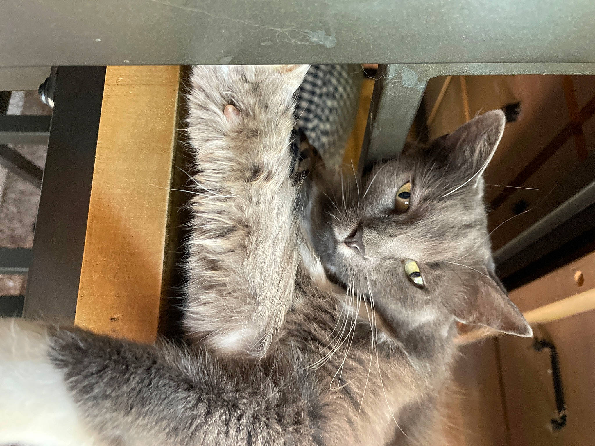 Smokey is registered to the contest to win money with this photo: box, carnivore, cat, claw, domestic_short_haired_cat, felidae, fur, grey, paw, small_to_medium_sized_cats, snout, tail, terrestrial_animal, whiskers, window