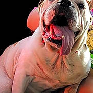Spud is registered to the contest to win money with this photo: dog, bulldog, tongue_out, happy, pet, animal, close_up, wrinkles, smiling, pink_shirt, human_arm, indoor, cute, friendly, sitting, light_and_shadow, portrait, canine, companion, domestic