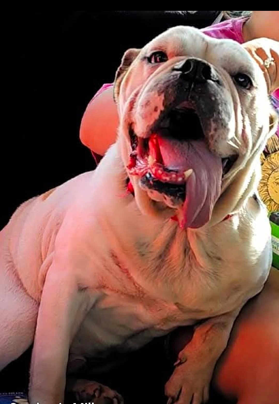 Spud is registered to the contest to win money with this photo: dog, bulldog, tongue_out, happy, pet, animal, close_up, wrinkles, smiling, pink_shirt, human_arm, indoor, cute, friendly, sitting, light_and_shadow, portrait, canine, companion, domestic