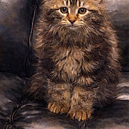 Thor joined the competition — help win amazing prizes! animal, cat, curious, cute, domestic, ears, feline, fluffy, fur, furry, indoor, kitten, leather_couch, paws, pet, portrait, sitting, tabby, whiskers, young