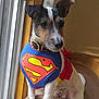 dog, superman_costume, cape, window, cushion, indoor, pet, small_dog, fur, ears, collar, animal, cute, hero, costume, brown, white, black, sitting, looking_away