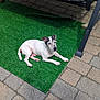 dog, small_dog, white_dog, black_markings, artificial_grass, green_turf, patio, stone_tiles, outdoor, sunlight, relaxed, lying_down, pet, animal, daylight, quiet, calm, domestic_animal, resting, garden