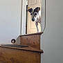 dog, staircase, doorway, wooden_stairs, curious, pet, indoor, home, light_switch, door, wall, floor_mat, brown, white, black, ears, face, animal, canine, quiet