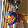 dog, superman_costume, pet, indoor, couch, window, costume, animal, brown, white, black, collar, cape, superhero, fur, ears, face, side_view, domestic_animal, cute