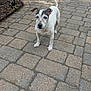 dog, outdoor, patio, paving_stones, flag, american_flag, furniture, table, chairs, garden, plant, sunlight, small_dog, pet, canine, backyard, quiet, daytime, alert, white_dog