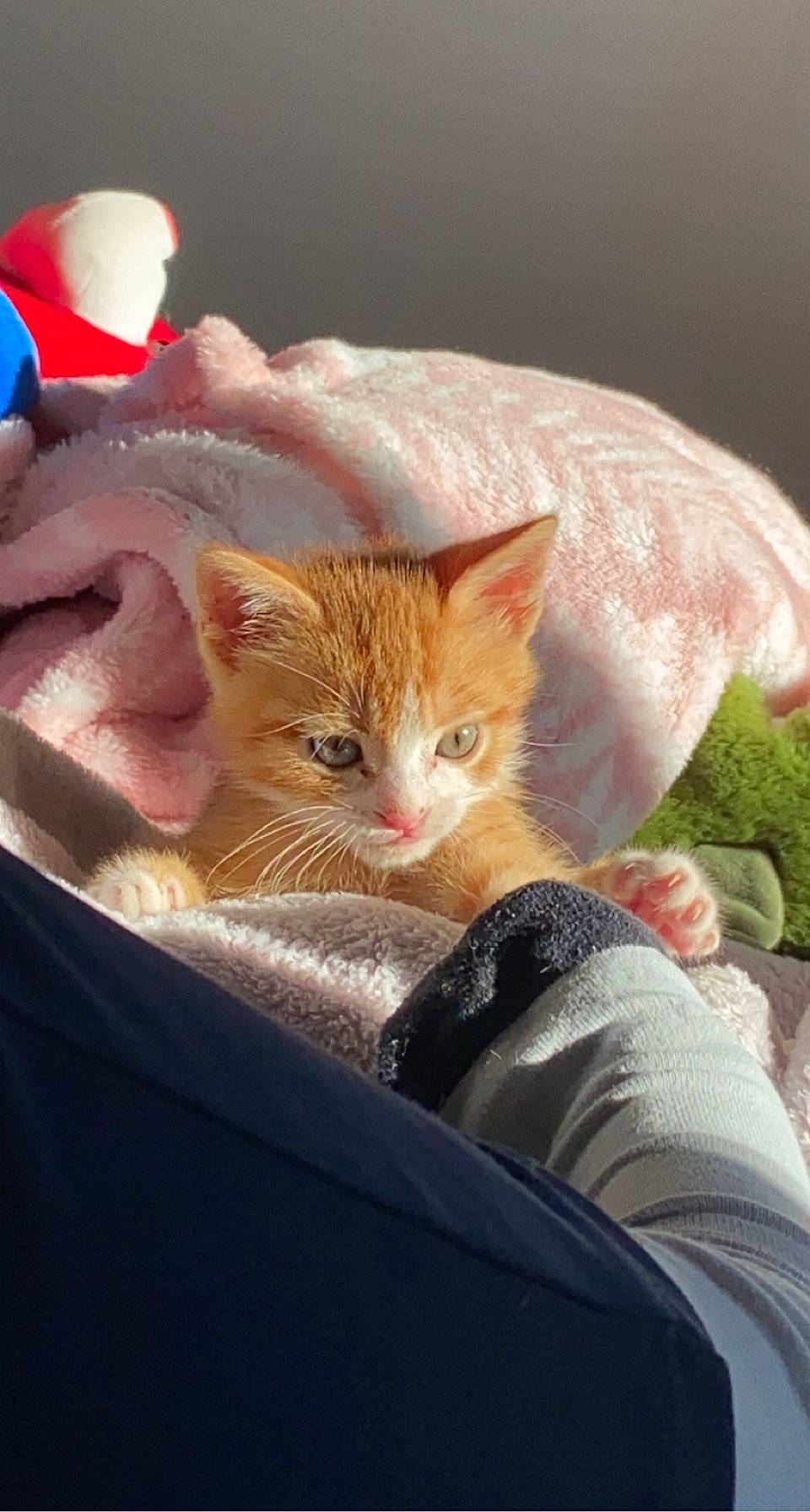 Sukran a rejoint le concours — aidez-le/la à gagner de superbes lots ! carnivore, cat, claw, comfort, domestic_short_haired_cat, eye, fawn, felidae, foot, fur, gesture, lap, linens, paw, photo_caption, small_to_medium_sized_cats, snout, tail, thread, whiskers