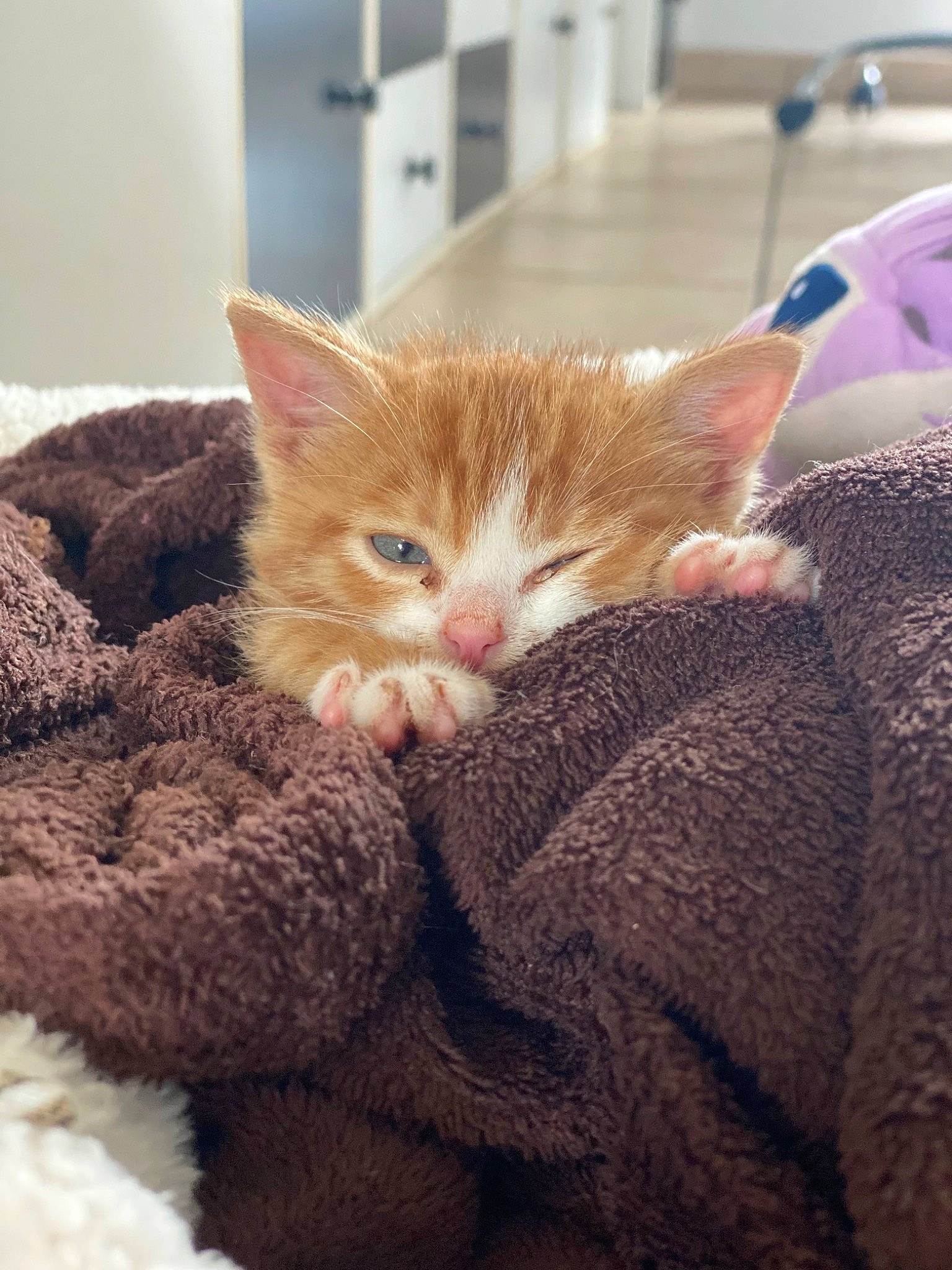 Sukran participe au concours pour gagner de l'argent avec cette photo : carnivore, cat, cat_supply, claw, comfort, domestic_short_haired_cat, fawn, felidae, fur, nap, paw, room, small_to_medium_sized_cats, snout, tail, whiskers, wood