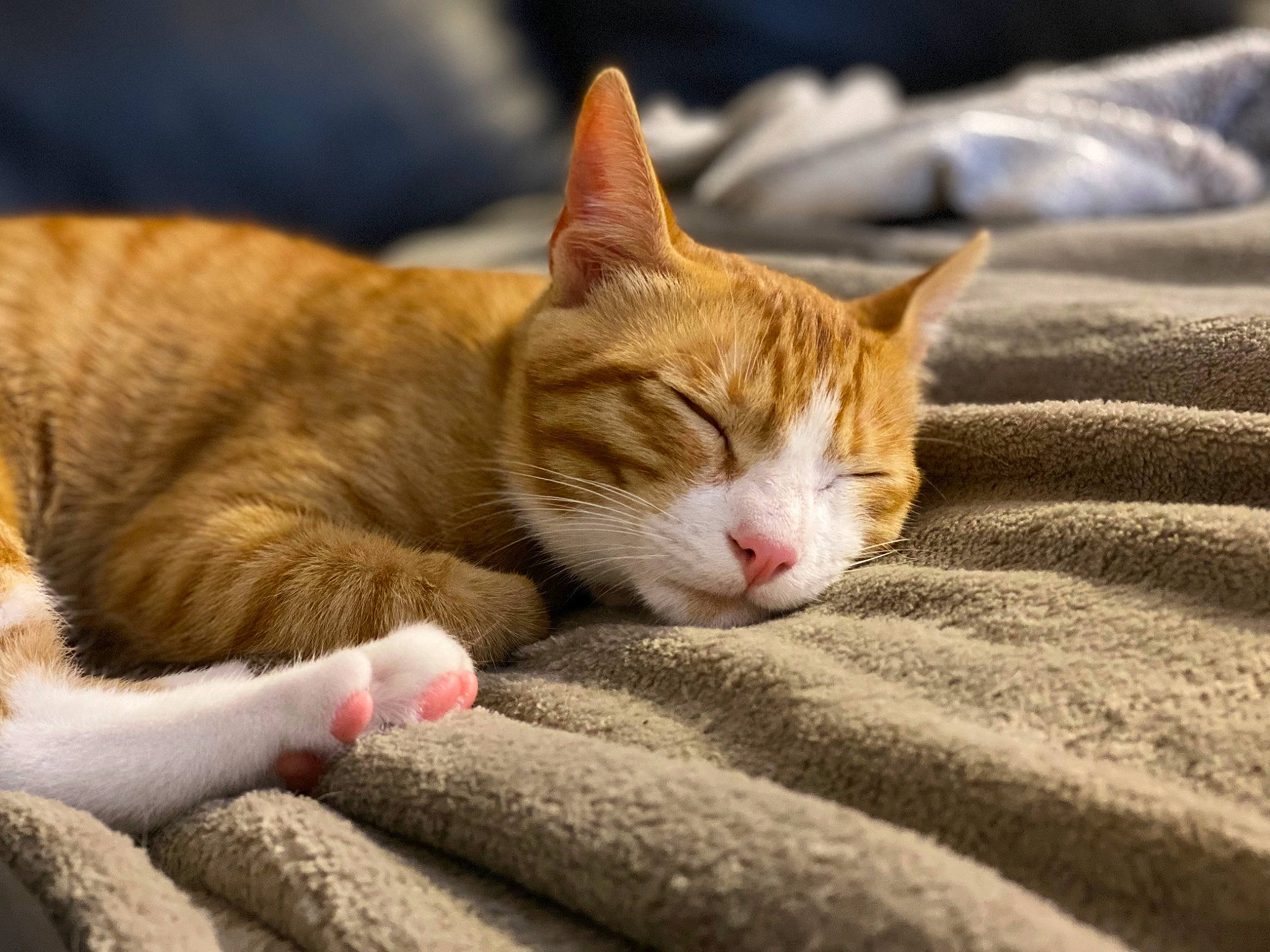 Sukran participe au concours pour gagner de l'argent avec cette photo : carnivore, cat, claw, comfort, domestic_short_haired_cat, eye, fawn, felidae, foot, fur, human_leg, linens, nap, paw, small_to_medium_sized_cats, snout, tail, tree, whiskers, wood