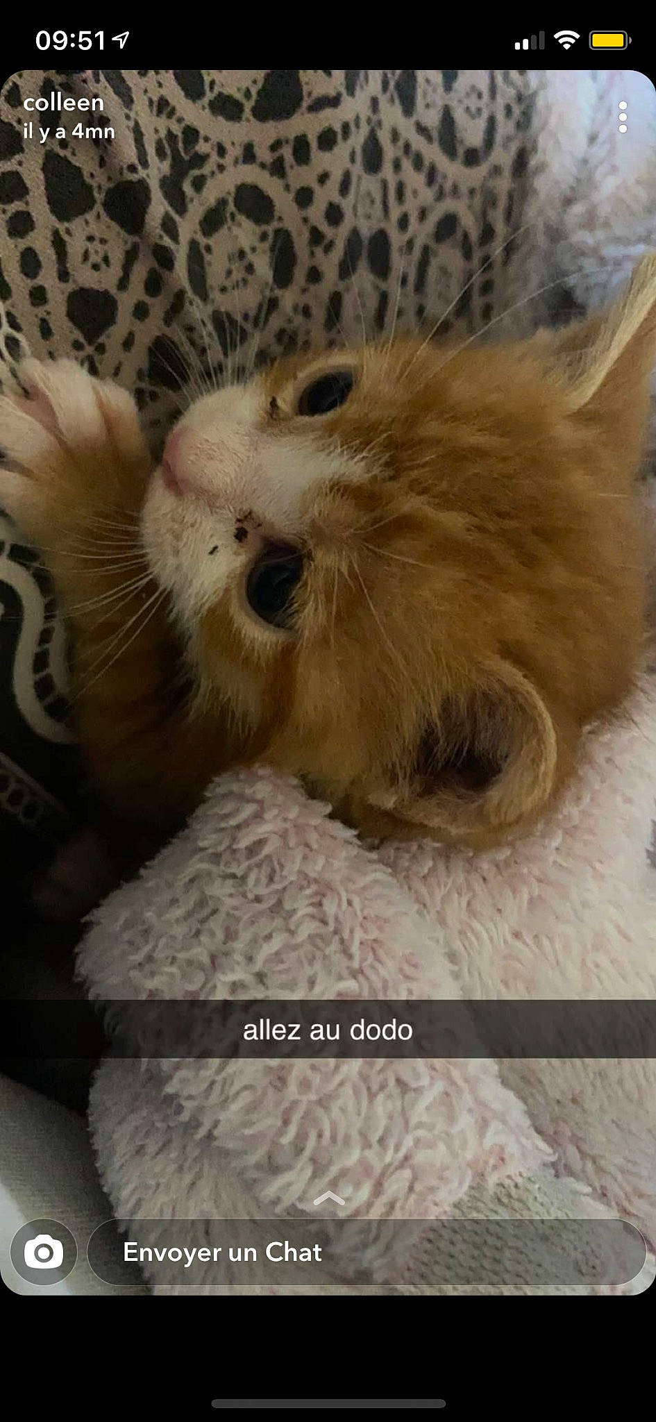 Sukran participe au concours pour gagner de l'argent avec cette photo : canidae, carnivore, cat, cat_bed, claw, companion_dog, dog_breed, fawn, felidae, fur, nap, paw, ragdoll, small_to_medium_sized_cats, snout, sporting_group, tail, terrestrial_animal, toy_dog, whiskers