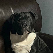 Hostile joined the competition — help win amazing prizes! dog, black_and_white, leather_chair, indoor, pet, sitting, blurry, casual, furniture, shelf, decor, animal, mammal, companion, portrait, relaxed, home, domestic, canine, paw