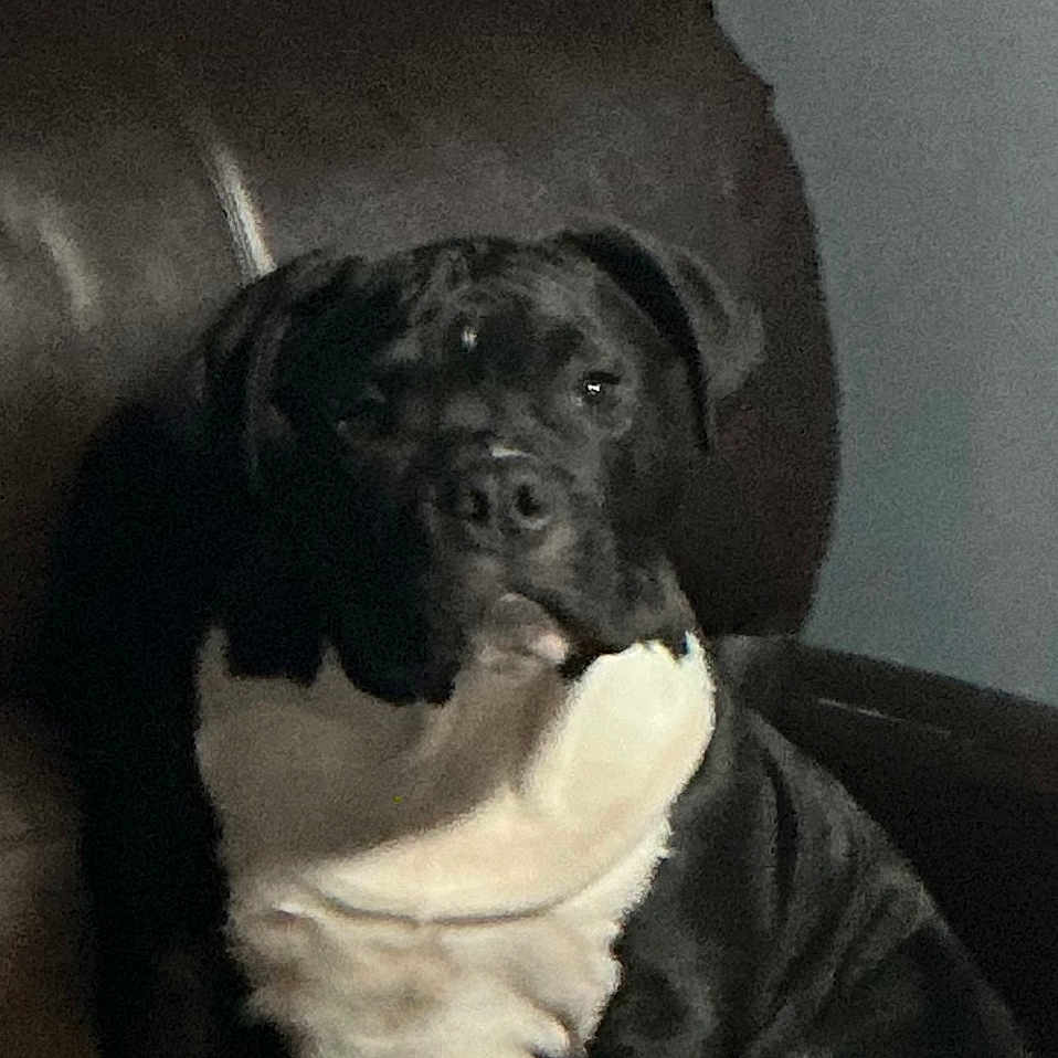 Hostile joined the competition — help win amazing prizes! animal, black_and_white, blurry, canine, casual, companion, decor, dog, domestic, furniture, home, indoor, leather_chair, mammal, paw, pet, portrait, relaxed, shelf, sitting