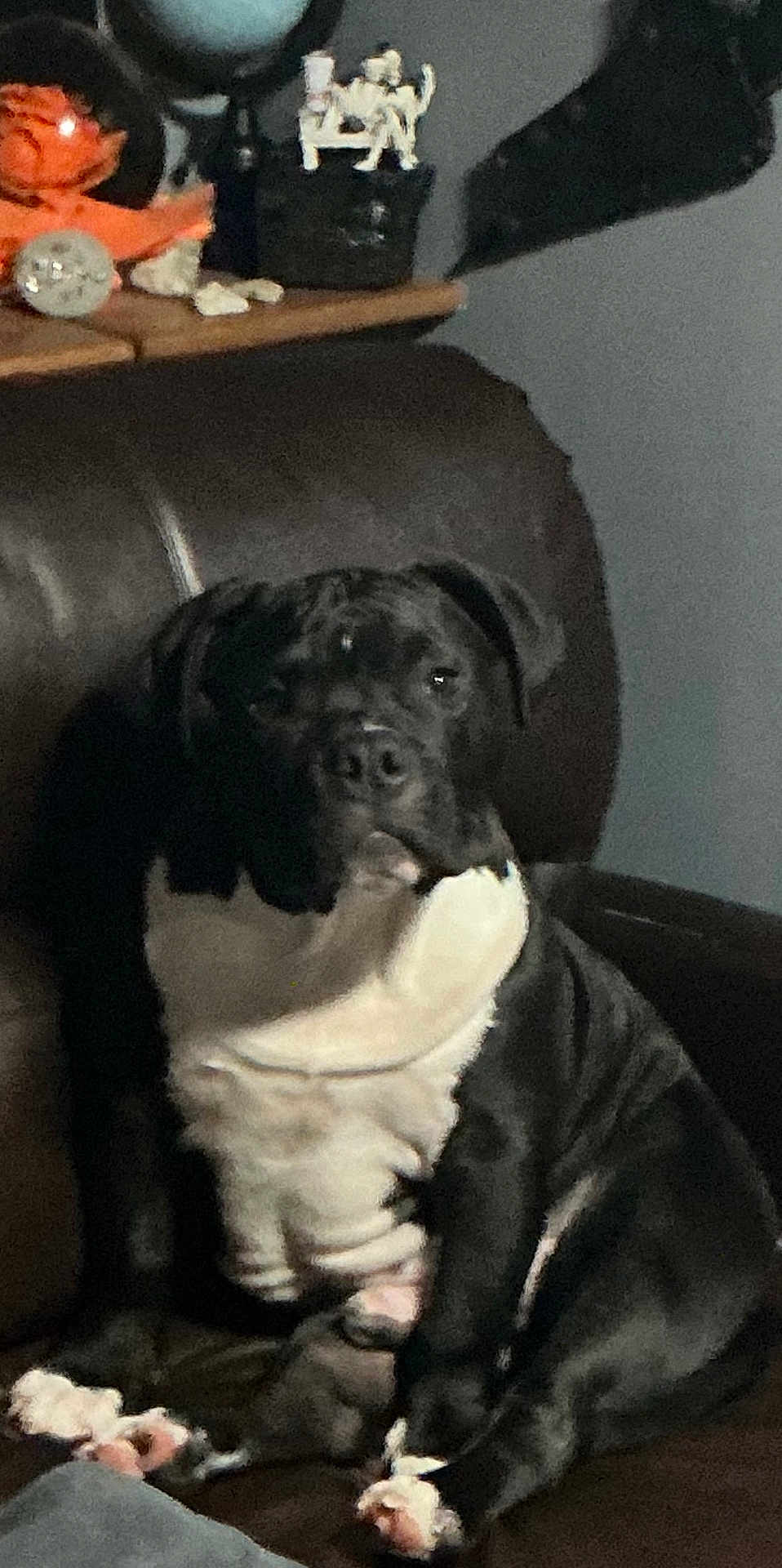 Hostile joined the competition — help win amazing prizes! dog, black_and_white, leather_chair, indoor, pet, sitting, blurry, casual, furniture, shelf, decor, animal, mammal, companion, portrait, relaxed, home, domestic, canine, paw