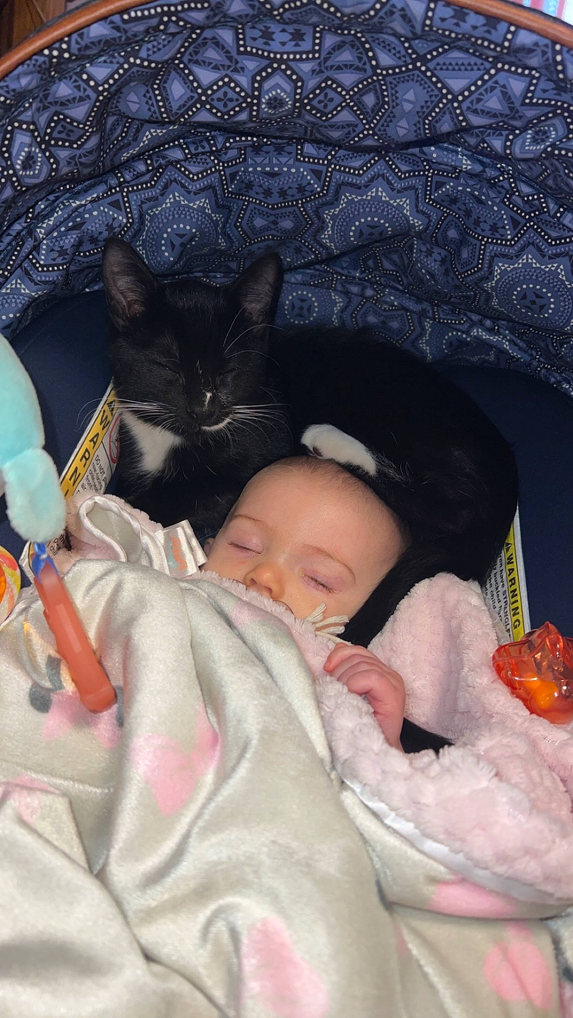 Elisabeth Loni joined the competition — help win amazing prizes! baby, baby_toddler_clothing, carnivore, cat, child, comfort, domestic_short_haired_cat, felidae, fur, lap, linens, mammal, nap, person, sitting, skin, small_to_medium_sized_cats, toddler, tree, vertebrate