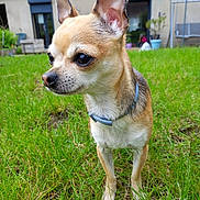 Tina participe au concours pour gagner de l'argent avec cette photo : alert, animal, canine, chihuahua, collar, cute, daylight, dog, ears, fur, garden, grass, house, lawn, mammal, nature, outdoor, pet, portrait, small_dog