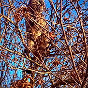 Patsy Cline joined the competition — help win amazing prizes! animal, branches, brown, cat, closeup, curious, daylight, dry_leaves, feline, leafless_tree, looking_away, nature, outdoor, perched, pet, sky, sunlight, tabby_cat, tree, wildlife