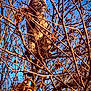 animal, branches, brown, cat, closeup, curious, daylight, dry_leaves, feline, leafless_tree, looking_away, nature, outdoor, perched, pet, sky, sunlight, tabby_cat, tree, wildlife