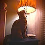 beaded_chain, cat, collar, cozy, curious, curtain, decor, domestic, feline, indoor, lamp, night, pet, quiet, shadow, side_view, table, vintage, warm_light, wooden_furniture