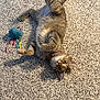 Patsy Cline joined the competition — help win amazing prizes! cat, tabby_cat, toy, plush_toy, carpet, indoor, pet, playful, curious, fur, collar, ribbons, lying_down, looking_at_camera, cute, animal, whiskers, paws, tail, domestic_animal