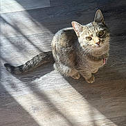 Patsy Cline is registered to the contest to win money with this photo: cat, tabby, pet, indoor, floor, wooden_floor, sunlight, shadow, striped_shadow, collar, tag, curious, looking_up, animal, feline, whiskers, ears, tail, sitting, domestic_animal