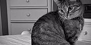 Patsy Cline is registered to the contest to win money with this photo: animal, bed, black_and_white, cat, collar, curious, domestic_cat, dresser, feline, fur, furniture, indoor, looking_away, mammal, monochrome, nightstand, pet, sitting, tabby_cat, whiskers