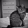 animal, bed, black_and_white, cat, collar, curious, domestic_cat, dresser, feline, fur, furniture, indoor, looking_away, mammal, monochrome, nightstand, pet, sitting, tabby_cat, whiskers