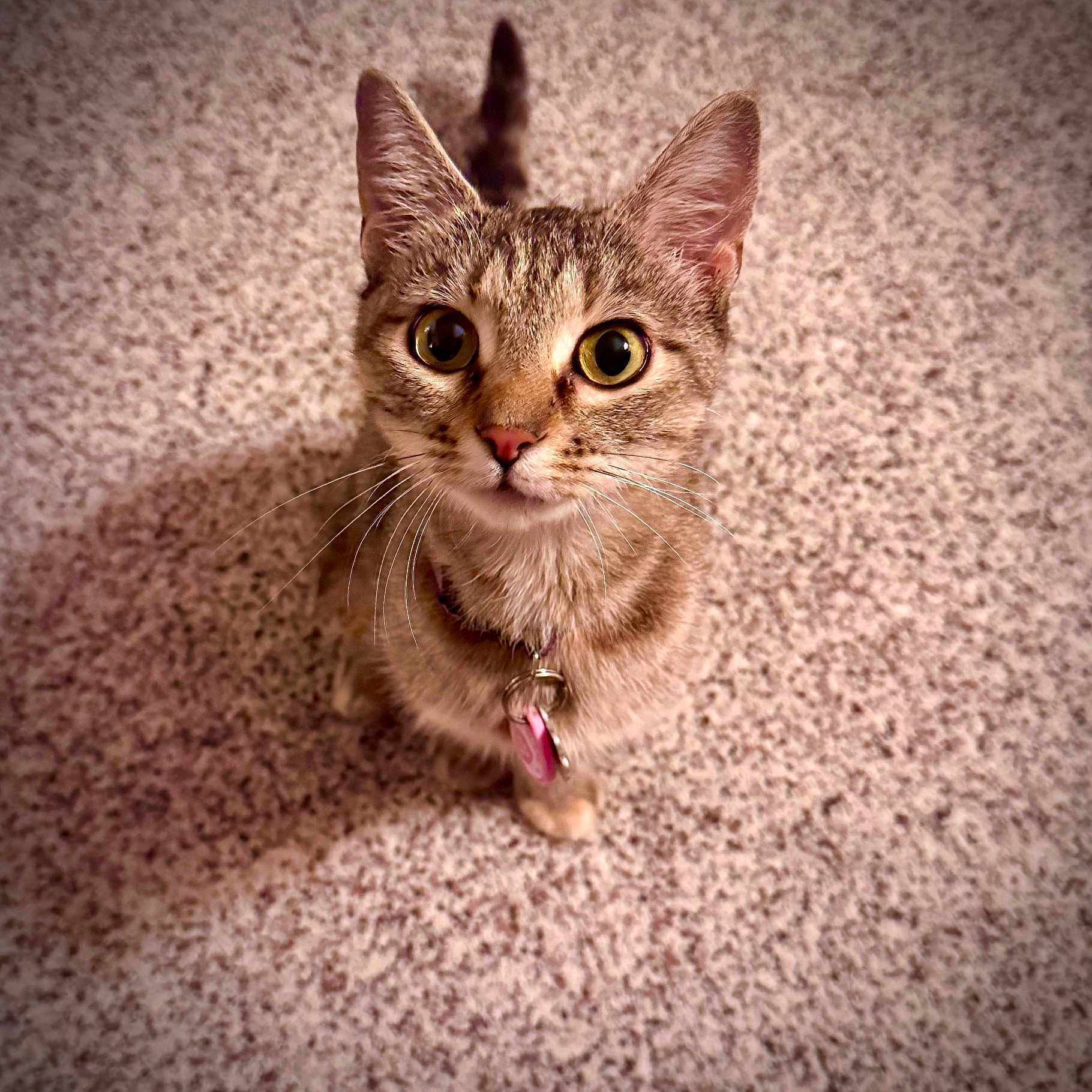 Patsy Cline joined the competition — help win amazing prizes! animal, carpet, cat, close_up, collar, curious, cute, domestic, ears, feline, fur, indoor, looking_up, mammal, pet, small, tabby, tag, whiskers, young