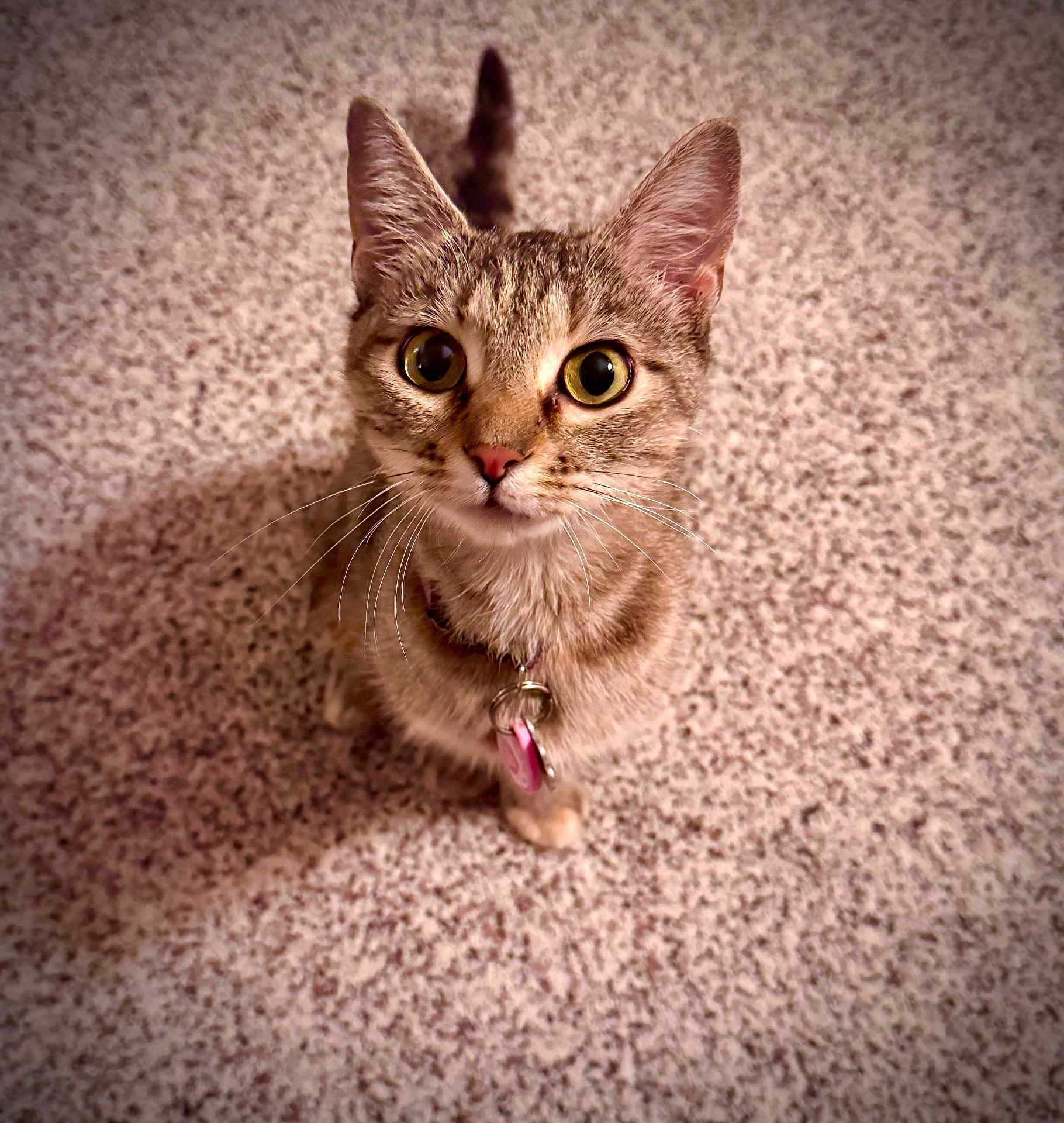 Patsy Cline joined the competition — help win amazing prizes! cat, tabby, pet, animal, indoor, carpet, close_up, curious, whiskers, collar, tag, feline, cute, young, looking_up, ears, fur, domestic, small, mammal