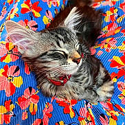 Arrow participe au concours pour gagner de l'argent avec cette photo : kitten, cat, sleeping, gray_striped, red_collar, floral_pattern, blue_fabric, colorful, cozy, close_up, whiskers, pet, cute, domestic_cat, relaxed, fur, animal, indoor, resting, soft