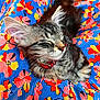 kitten, cat, sleeping, gray_striped, red_collar, floral_pattern, blue_fabric, colorful, cozy, close_up, whiskers, pet, cute, domestic_cat, relaxed, fur, animal, indoor, resting, soft
