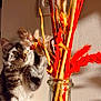 cat, tabby_cat, curious, glass_vase, dried_flowers, orange_flowers, beige_flowers, sunlight, shadow, indoor, wall_socket, pet, whiskers, feline, table, close_up, domestic_animal, animal, plant_decoration, interior