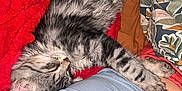Arrow participe au concours pour gagner de l'argent avec cette photo : cat, kitten, sleeping, gray_tabby, feline, pet, close_up, indoor, blanket, red_blanket, fluffy, cozy, resting, person, clothing, blue_shirt, patterned_blanket, paw, cute, domestic_animal