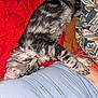 cat, kitten, sleeping, gray_tabby, feline, pet, close_up, indoor, blanket, red_blanket, fluffy, cozy, resting, person, clothing, blue_shirt, patterned_blanket, paw, cute, domestic_animal