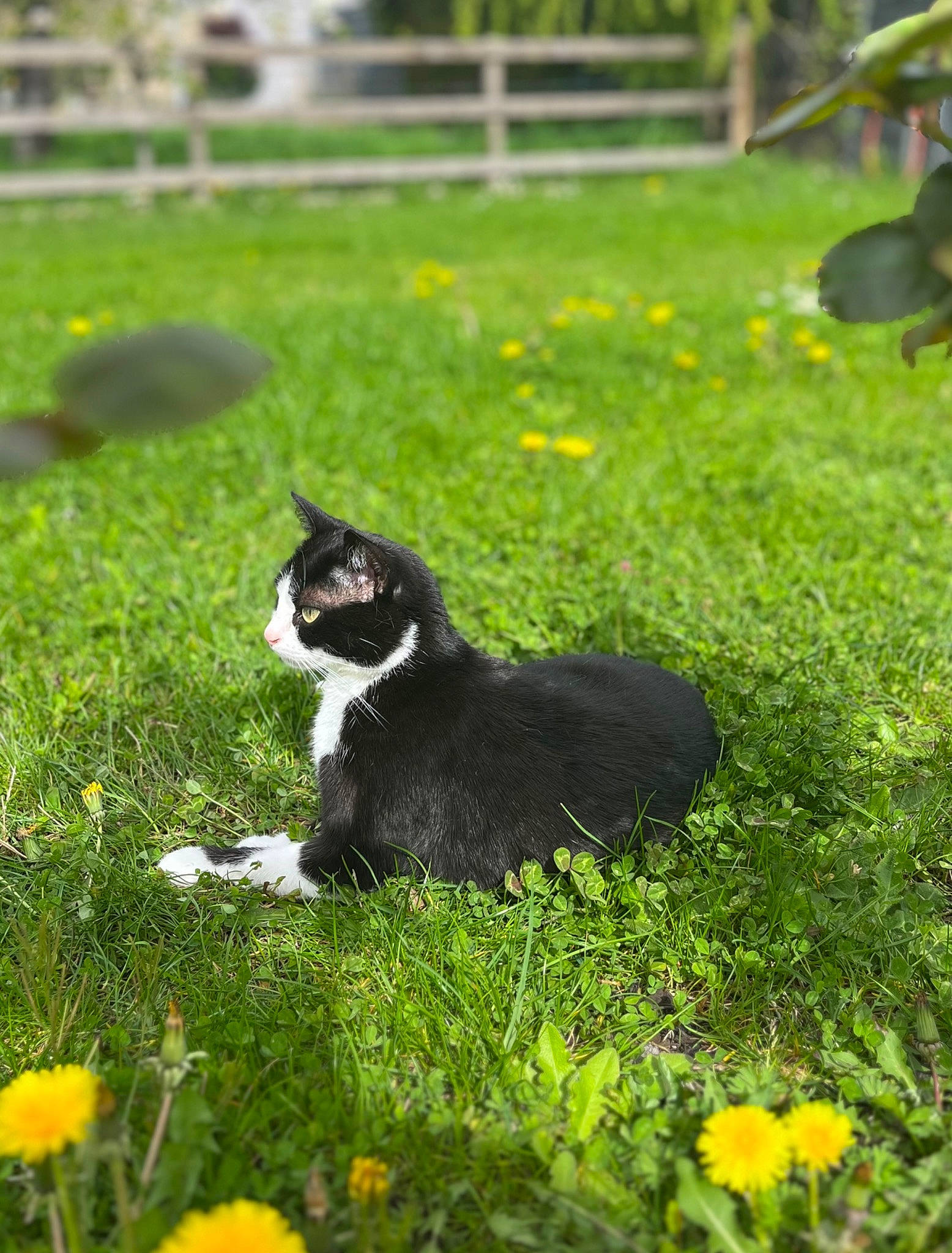 Skaya a rejoint le concours — aidez-le/la à gagner de superbes lots ! carnivore, cat, felidae, flower, grass, grass_family, grassland, green, groundcover, herbaceous_plant, lawn, meadow, natural_landscape, petal, plant, small_to_medium_sized_cats, terrestrial_animal, vegetation, whiskers, yellow