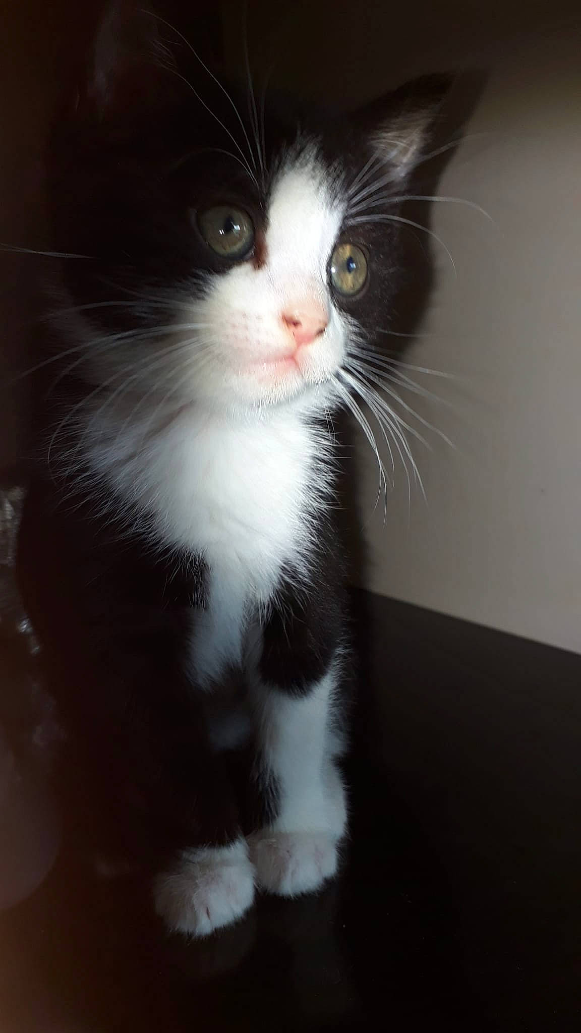 Skaya a rejoint le concours — aidez-le/la à gagner de superbes lots ! carnivore, cat, domestic_short_haired_cat, eye, felidae, flooring, foot, formal_wear, fur, sitting, small_to_medium_sized_cats, snout, tail, terrestrial_animal, whiskers